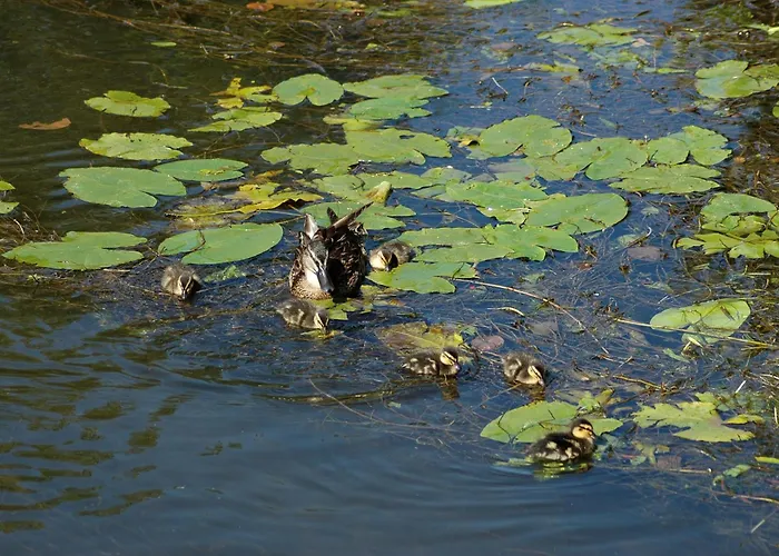 ホテル Moulin De Vigonac 4*